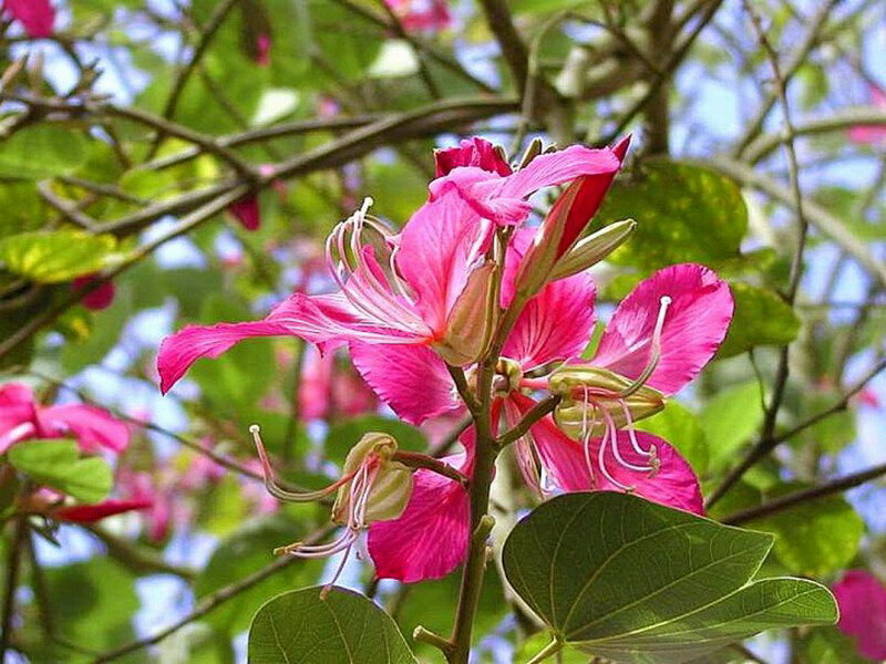Pink Bauhinia Flowers