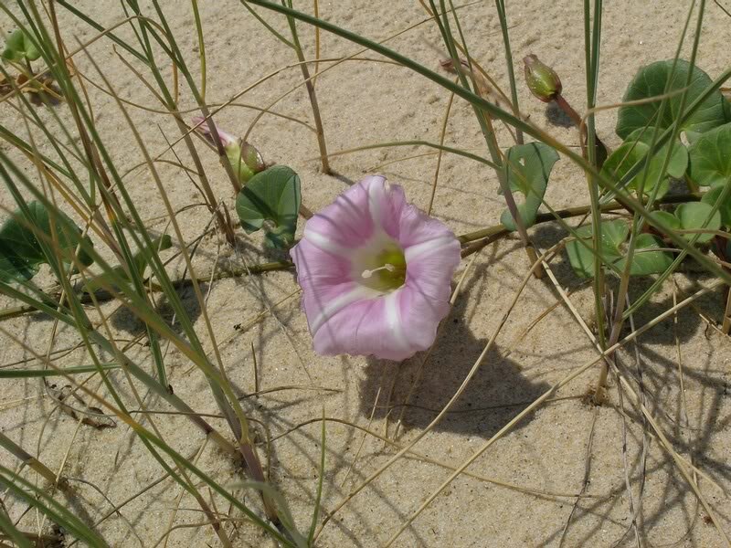 Pink Beach Morning Glory — Serene