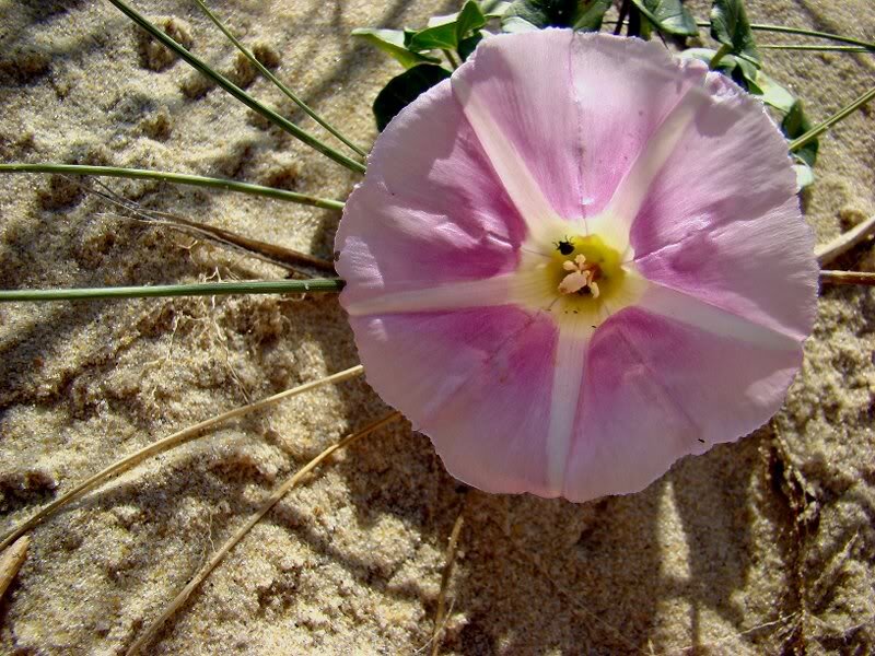 Pink Beach Morning Glory
