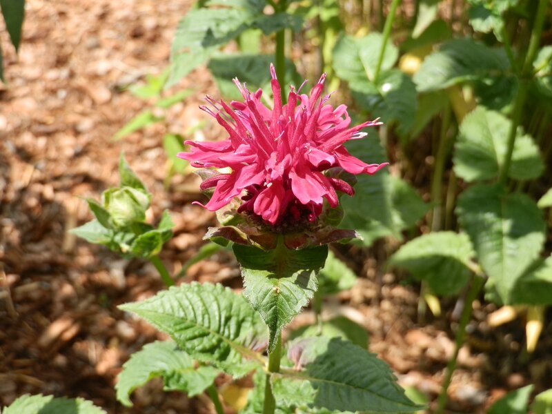 Pink Bee Balm Flower — Natural