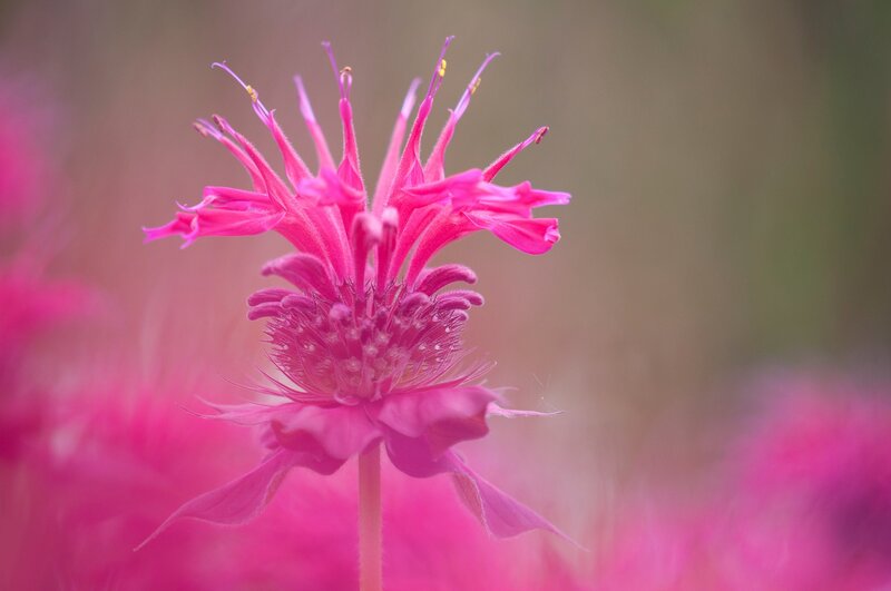 Pink Bee Balm Flower — Serene