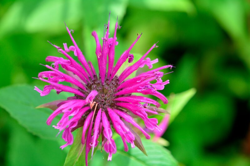 Pink Bee Balm Flower