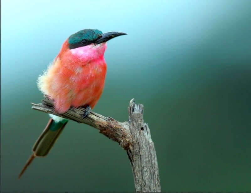 Pink Bee-eater Bird — Calm