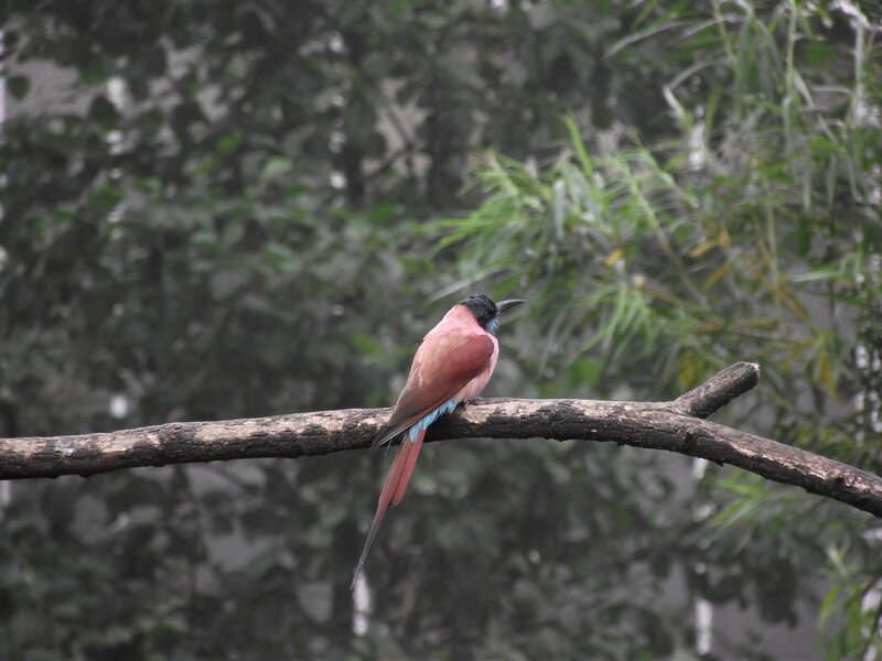 Pink Bee-eater Bird