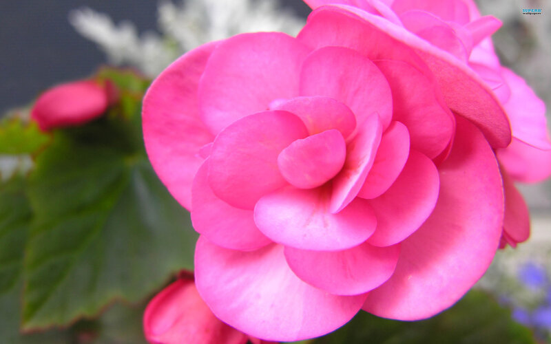 Pink Begonia Flower — Calm, Photograph