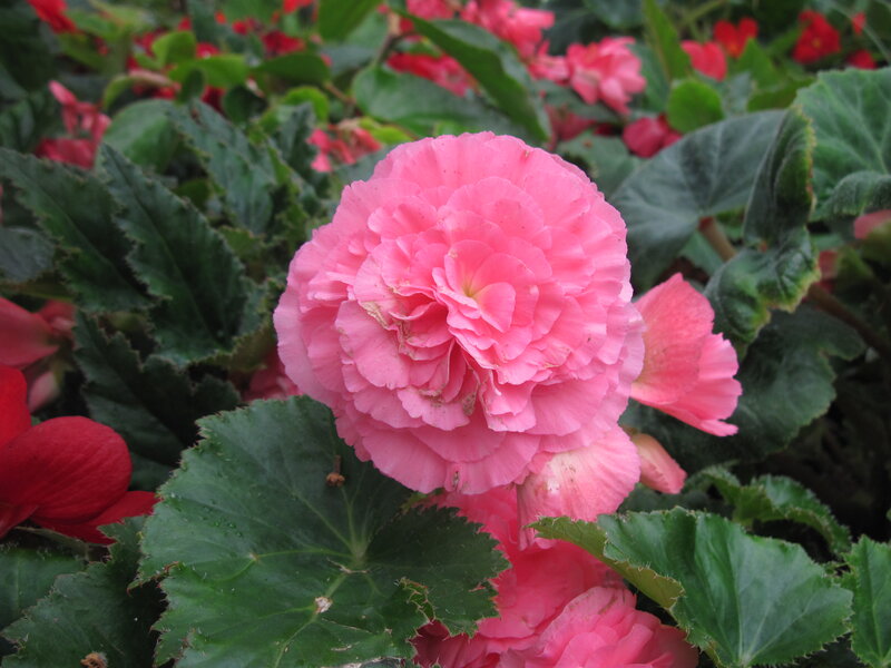 Pink Begonia Flower — Calm, Spring