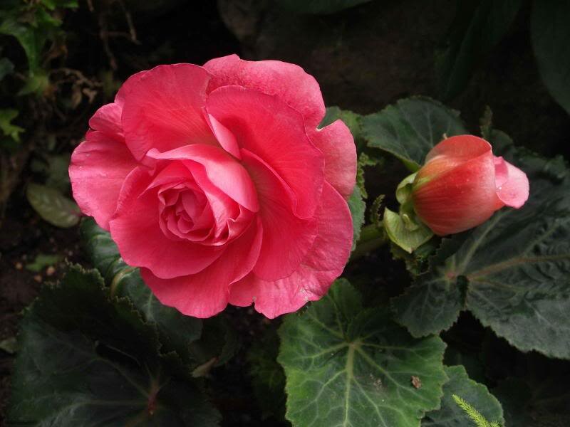 Pink Begonia Flower — Calm