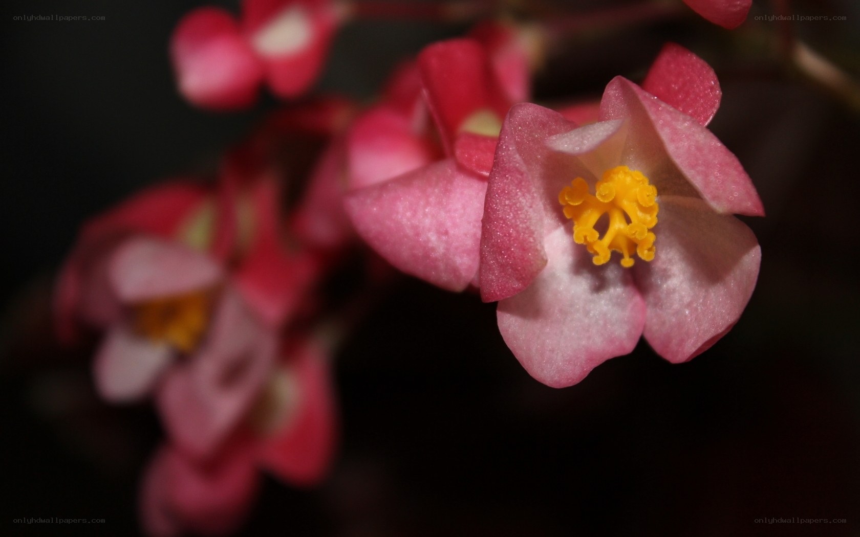 Pink begonia flower close-up