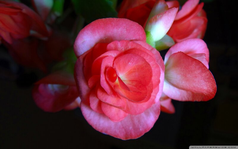 Pink Begonia Flower — Dramatic, Photograph, Petals