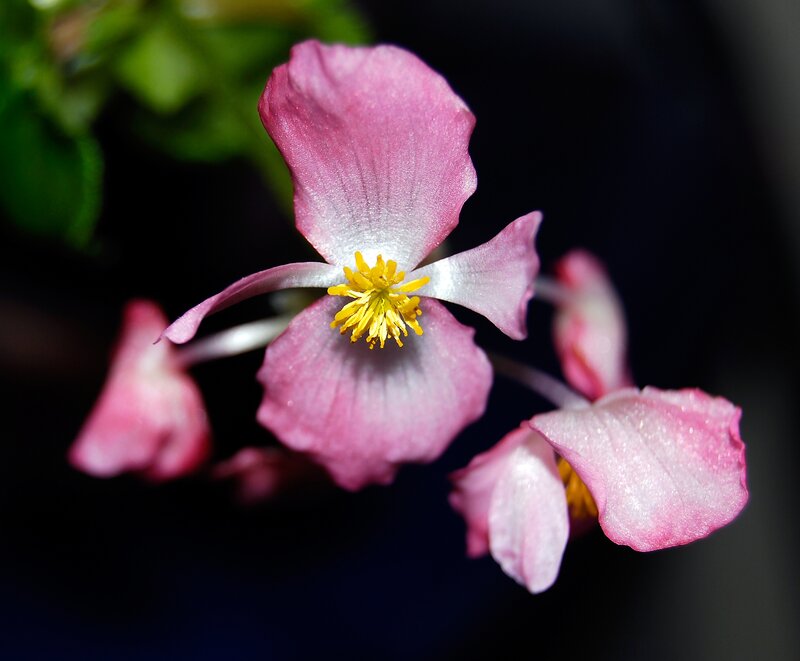 Pink Begonia Flower — Dramatic, Photograph