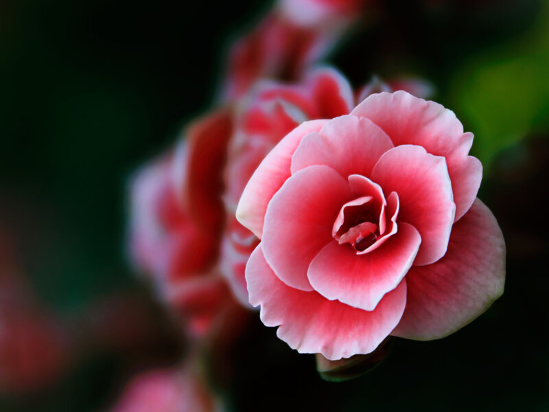 Pink Begonia Flower — Serene, Photograph