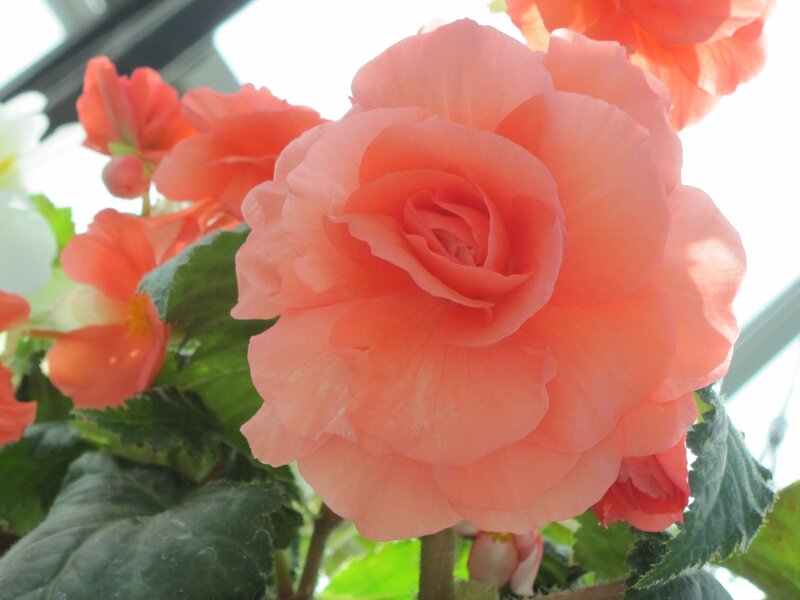 Pink Begonia Flower — Serene