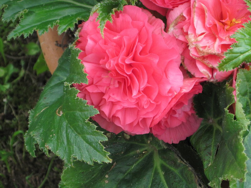 Pink Begonia Flower