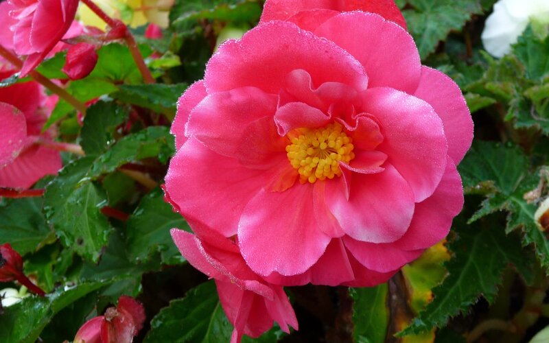 Pink Begonia Flower — Vibrant, Spring