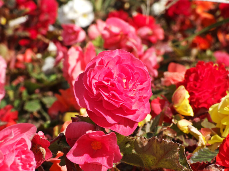 Pink Begonia Flower — Vibrant