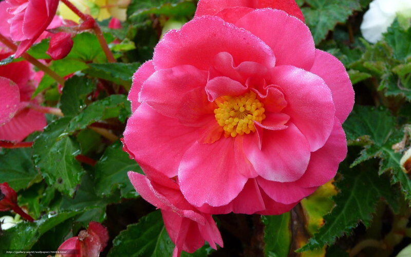 Pink begonia flower with dew