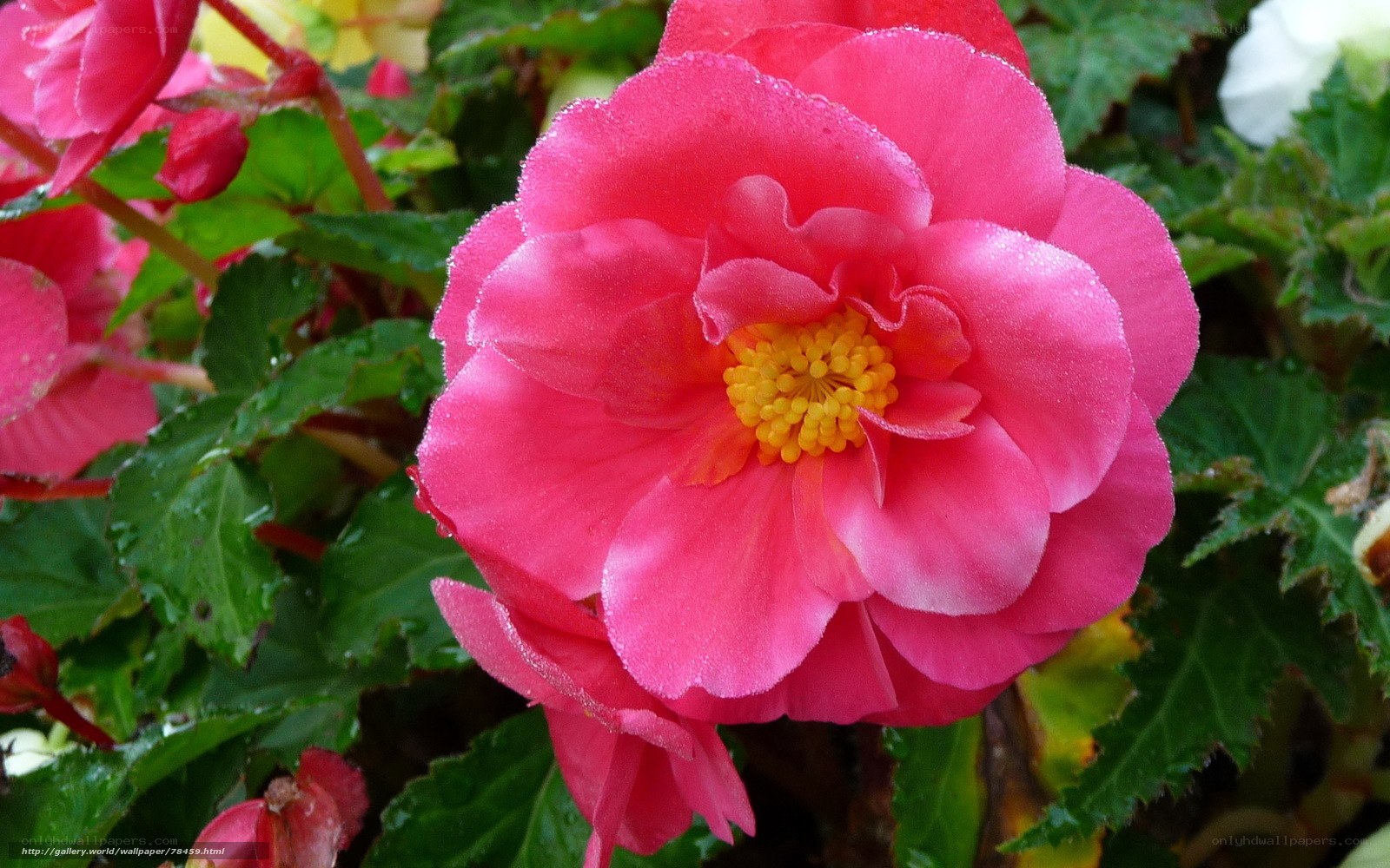 Pink begonia flower with dew