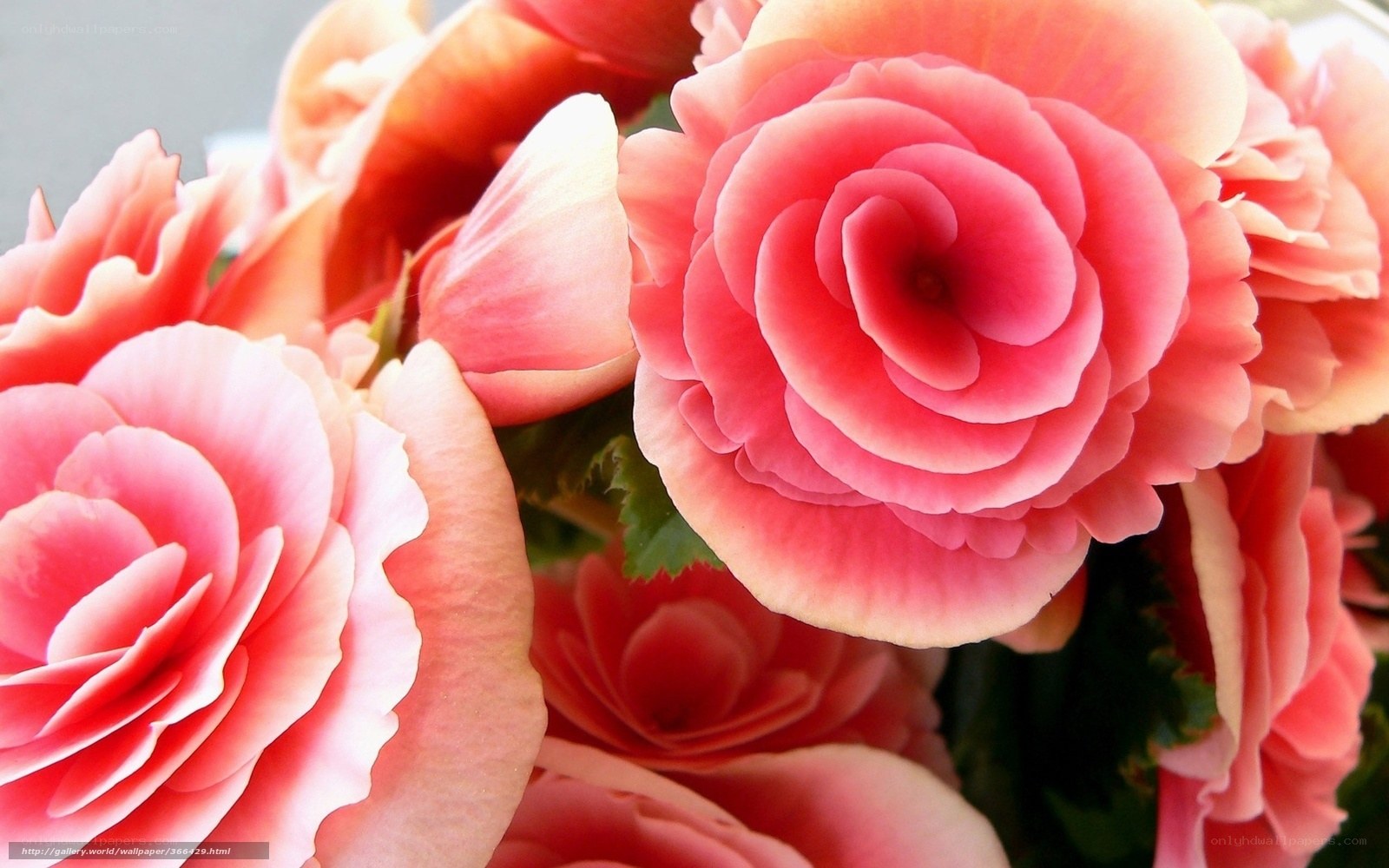 Pink begonia flowers