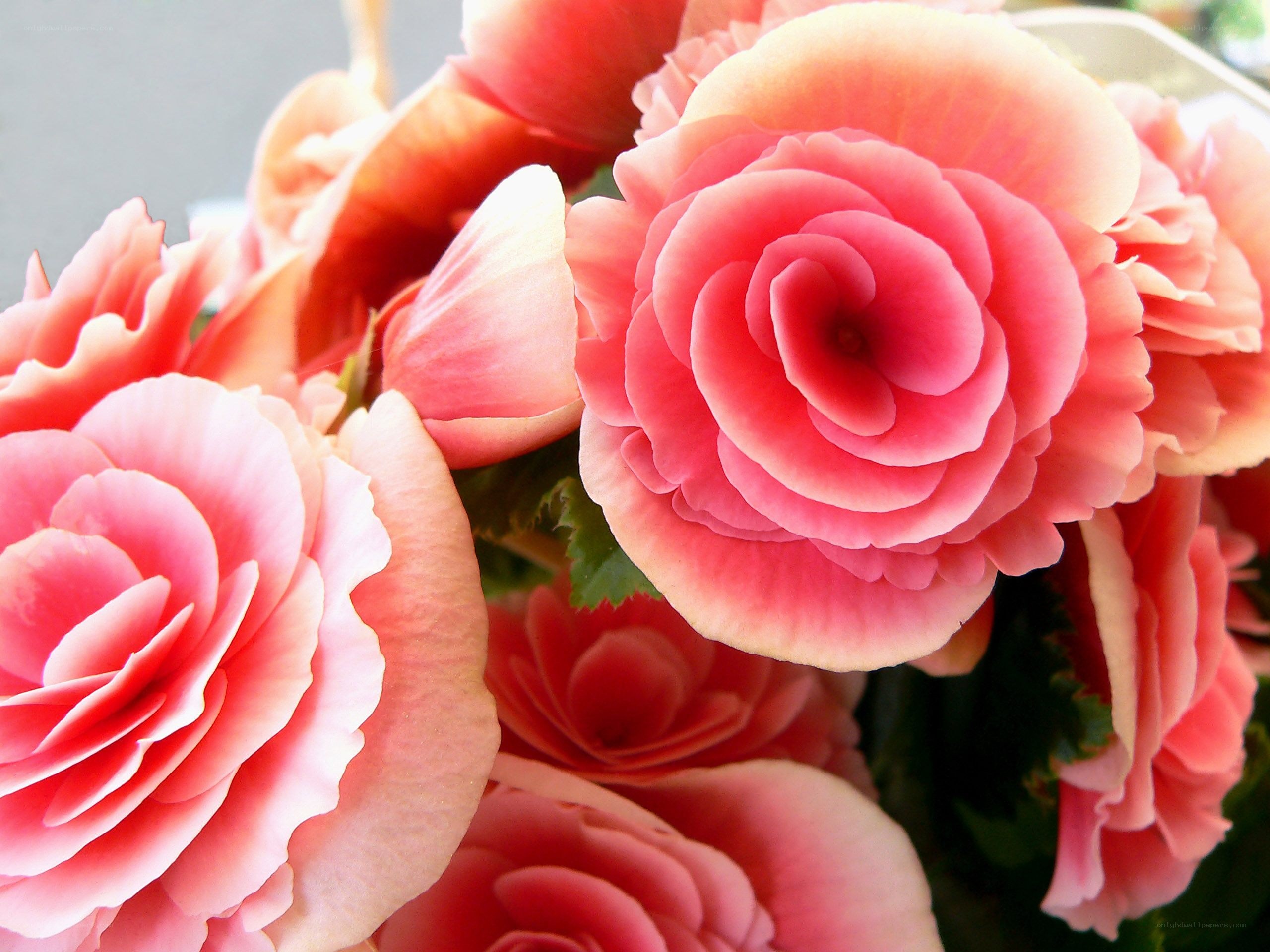 Pink begonia flowers