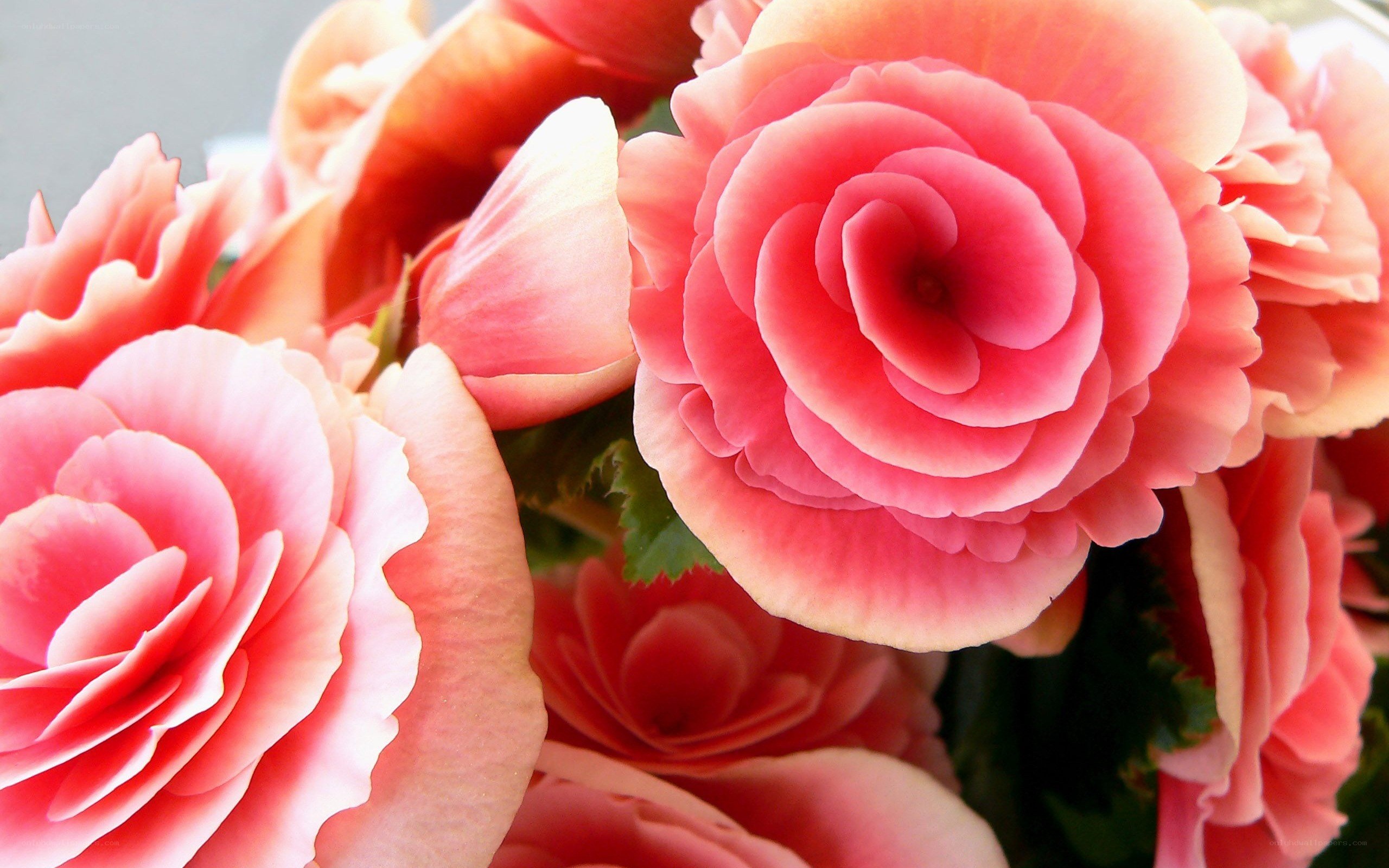 Pink begonia flowers