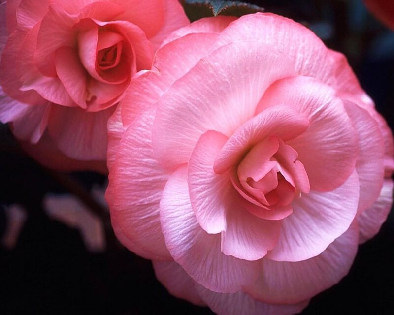 Pink begonia flowers