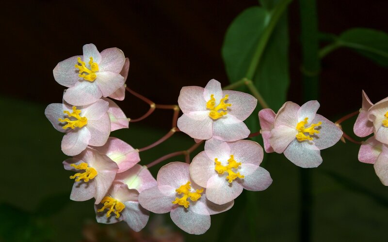 Pink begonia flowers