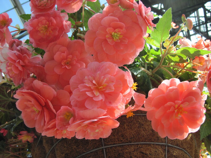Pink Begonia Flowers — Bright