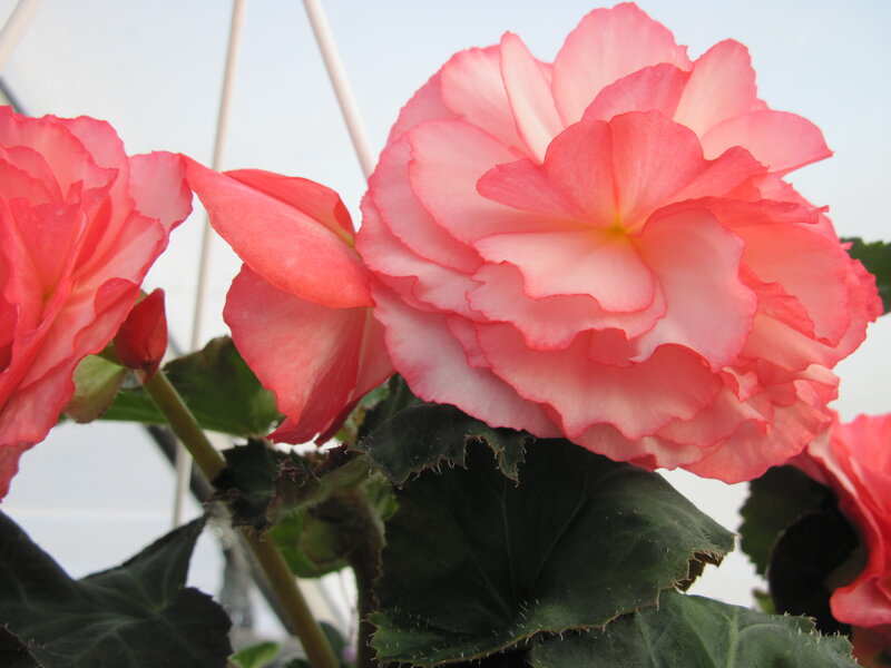 Pink Begonia Flowers — Calm, Afternoon, Photograph