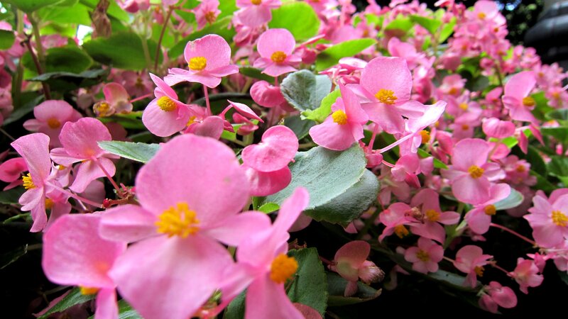 Pink Begonia Flowers — Calm, Afternoon