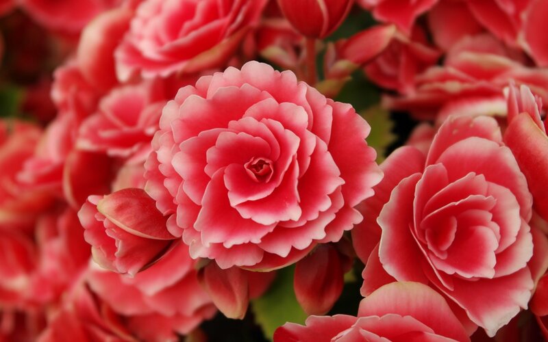 Pink Begonia Flowers — Calm, Photograph, Buds, Leaves