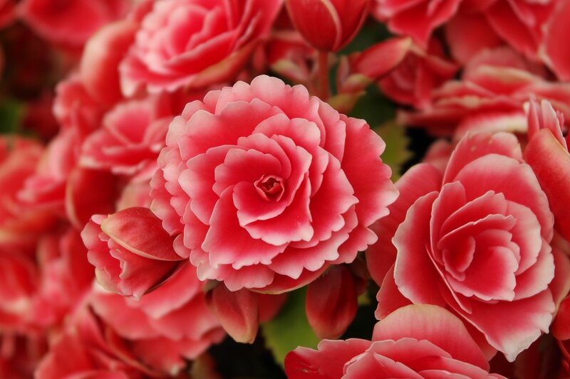 Pink Begonia Flowers — Calm, Photograph, Buds