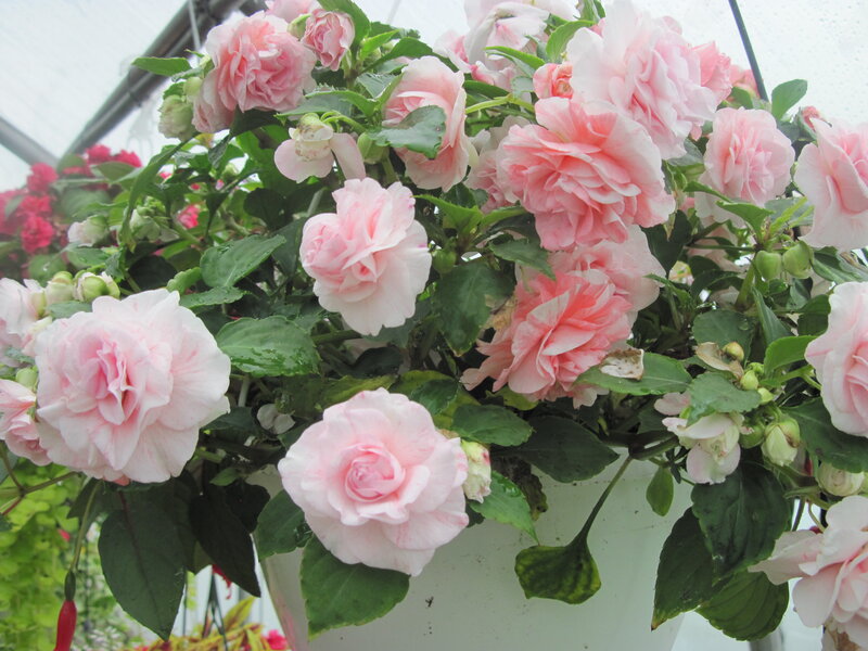Pink Begonia Flowers — Calm, Photograph, Green Leaves, Flower Buds