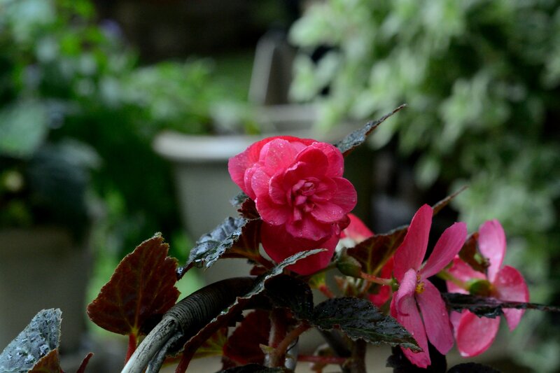 Pink Begonia Flowers — Calm, Photograph, Leaves, Pot