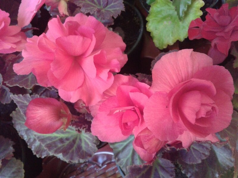 Pink Begonia Flowers — Calm, Photograph, Leaves, Pots