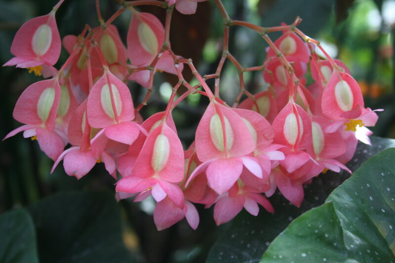 Pink Begonia Flowers — Calm, Photograph, Leaves, Stems