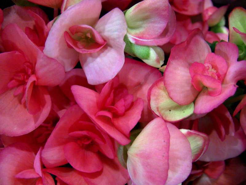 Pink Begonia Flowers — Calm, Photograph, Petals