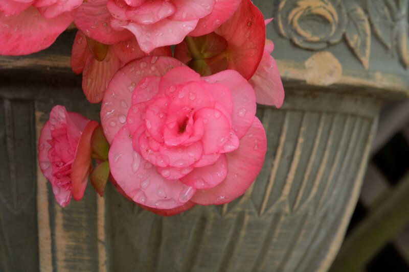 Pink Begonia Flowers — Calm, Photograph, Pot