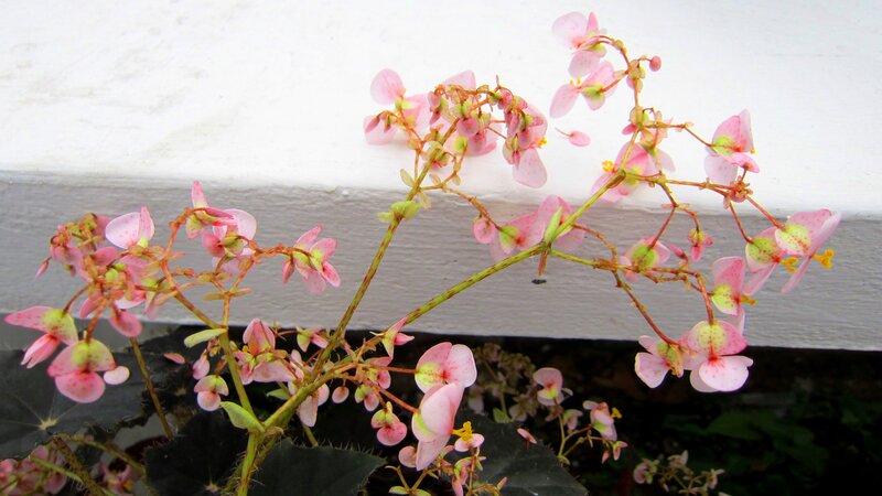 Pink Begonia Flowers — Calm, Photograph, Stems