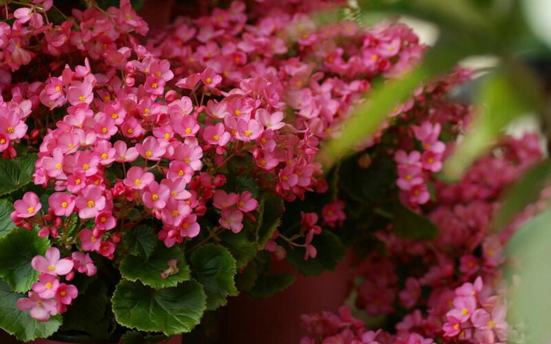 Pink Begonia Flowers — Calm, Photograph