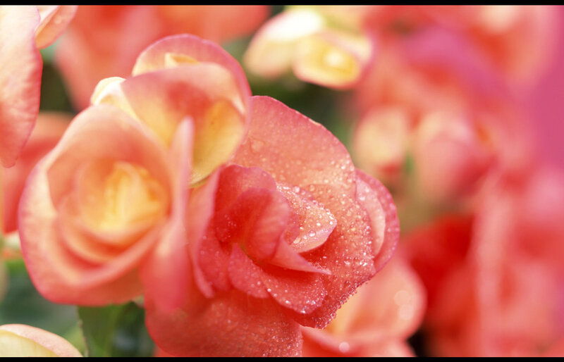 Pink Begonia Flowers — Calm, Photograph, Water Droplets