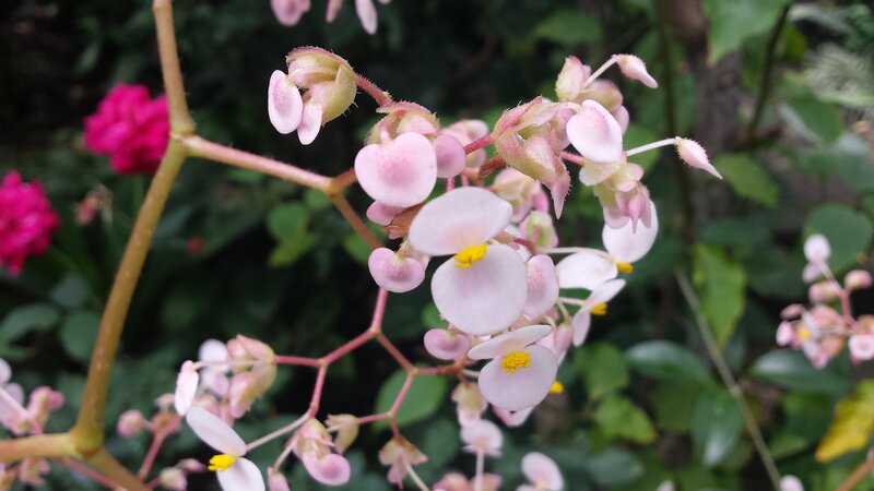 Pink Begonia Flowers — Calm, Spring, Photograph, Green Leaves