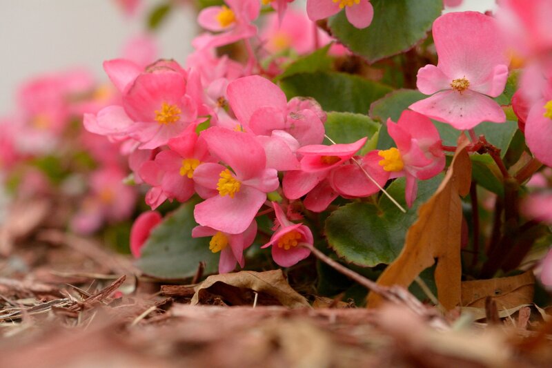 Pink Begonia Flowers — Calm, Spring, Photograph