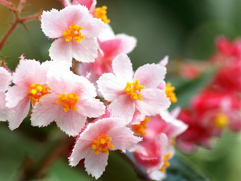 Pink Begonia Flowers — Calm, Spring
