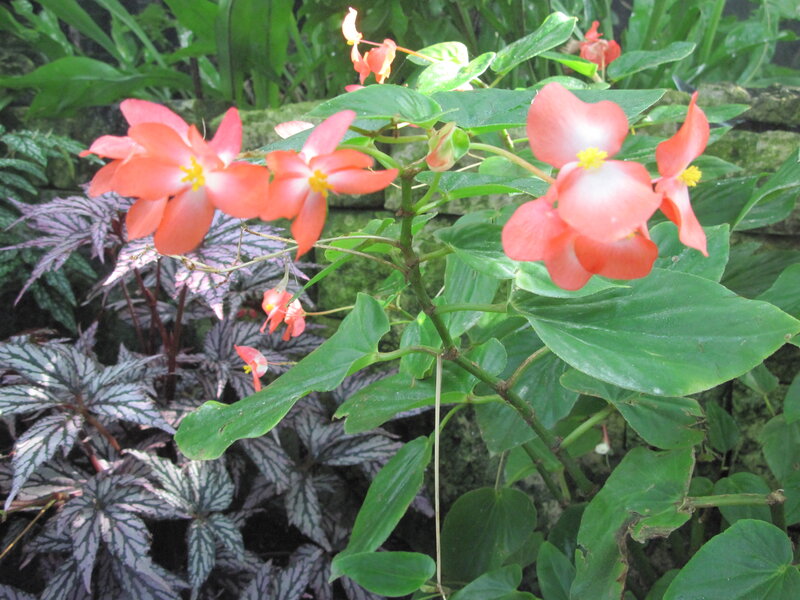 Pink Begonia Flowers — Green, Calm, Afternoon, Photograph