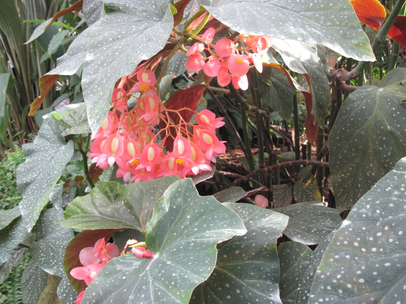 Pink Begonia Flowers — Green, Calm, Afternoon