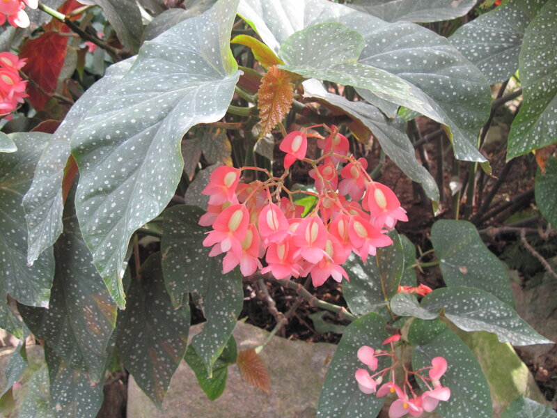 Pink Begonia Flowers — Green, Calm