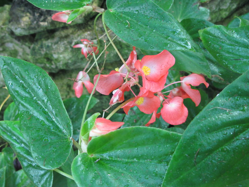 Pink Begonia Flowers — Green, Moist