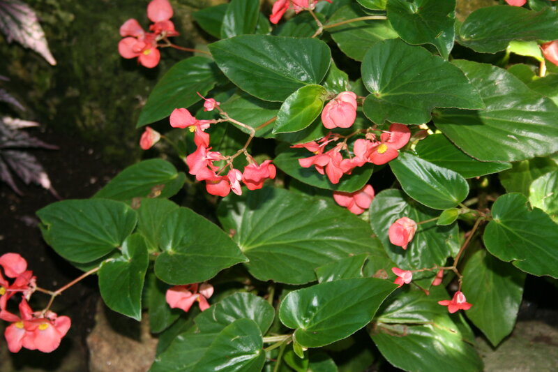 Pink Begonia Flowers — Green, Natural