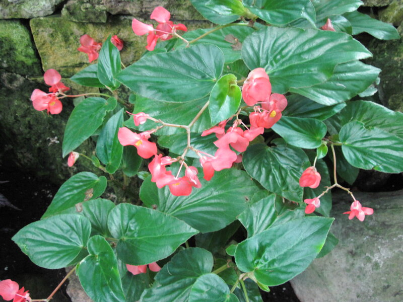 Pink Begonia Flowers — Green