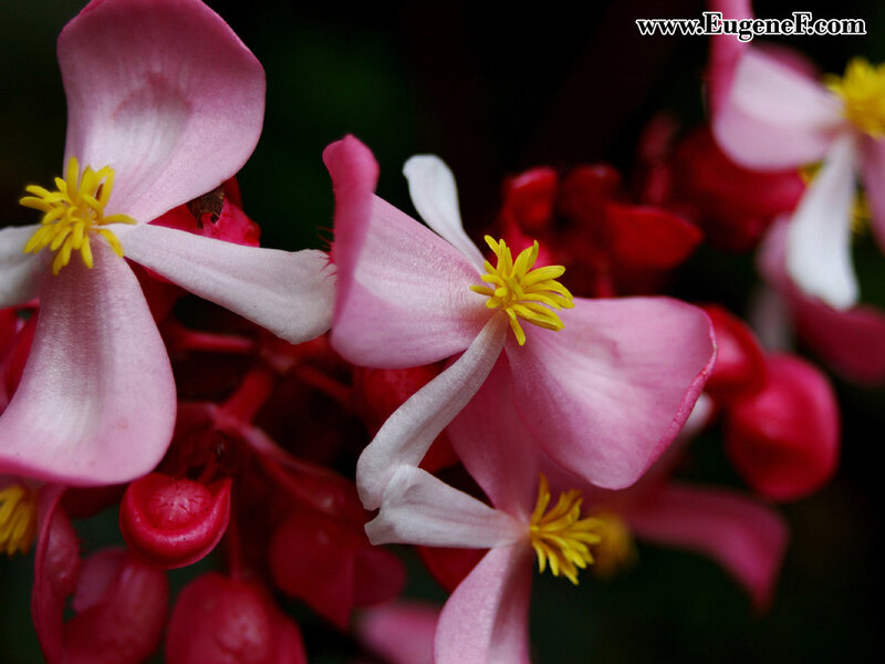 Pink begonia flowers in bloom